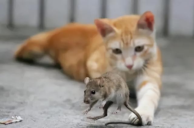 有哪些品种宠物猫可以抓老鼠(有哪些品种宠物猫可以抓老鼠)
