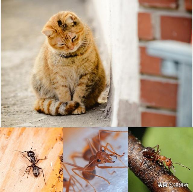 宠物猫的猫粮有蚂蚁(猫快死的七大征兆)