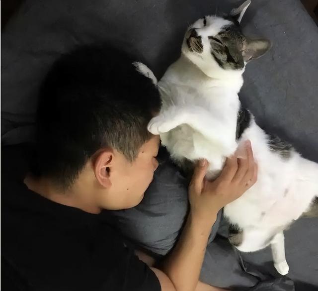 宠物猫都睡在主人的床上吗(被猫睡过的床细菌多吗)