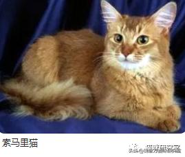广州哪里买宠物猫便宜(自家宠物猫去哪卖)