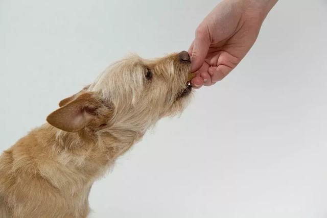 宠物狗胰腺炎的反应(狗胰腺炎能活多久)