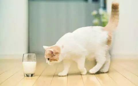 自制宠物猫羊奶零食(羊奶猫可以喝吗)