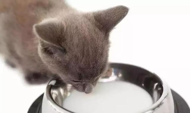 自制宠物猫羊奶零食(羊奶猫可以喝吗)