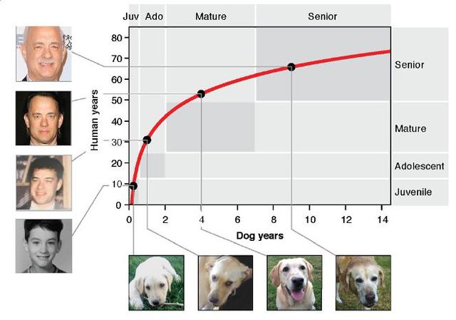 狗狗两岁半相当于人类的多少岁(狗狗一年多少岁)