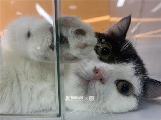 杭州布偶宠物猫店推荐(布偶猫咪幼崽现在多少钱一只)