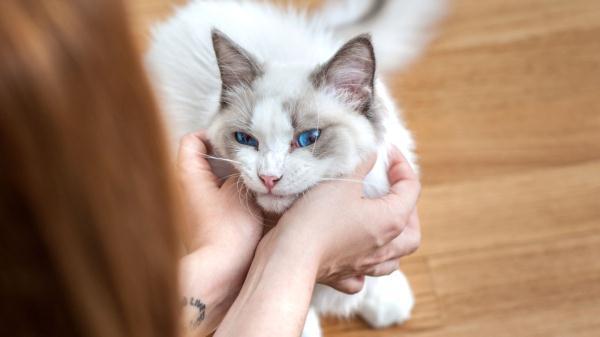 英国一宠物猫新冠病毒检测呈阳性(猫身上有无病毒)