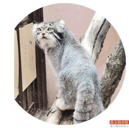 纯种曼基康宠物猫(纯种雪豹猫图片)