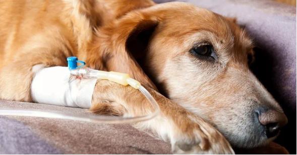 宠物狗膀胱炎的治疗方法(狗膀胱炎)