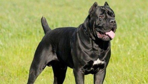 纯黑色的宠物狗是什么品种(黑色的狗名字大全)
