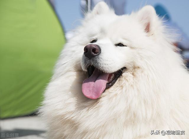 白色的大型宠物狗有哪些(白色长毛狗有几个品种)