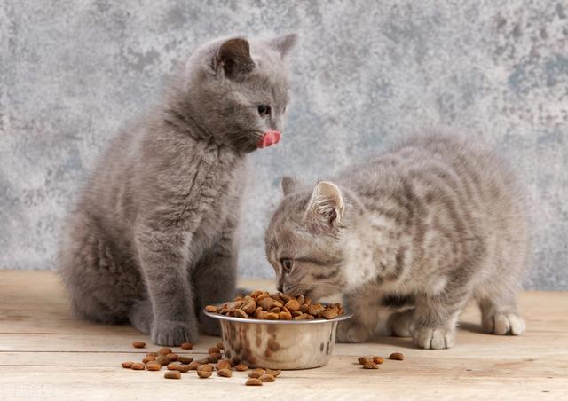 猫挑食怎么办不吃猫粮(猫死活不吃新猫粮)