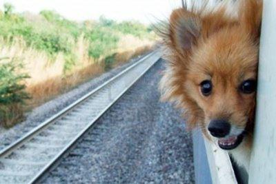 带宠物怎么坐火车(火车可带宠物吗)