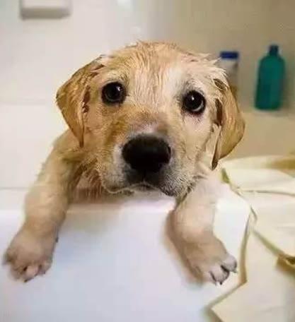 狗几个月洗澡合适(狗狗几个月可以洗澡呢)