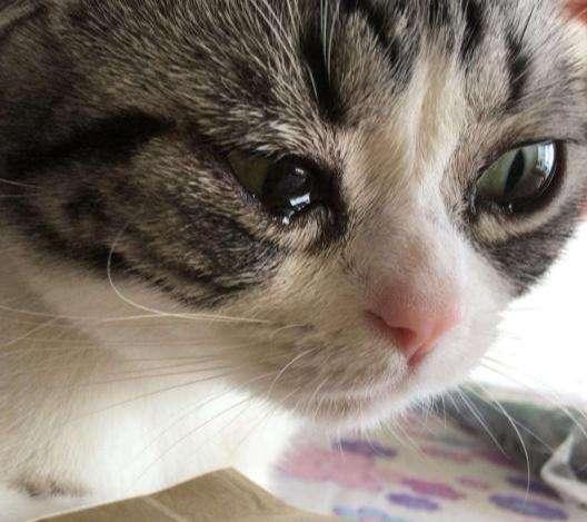 宠物猫眼睛流眼泪用什么药(猫眼泪很多怎么回事)