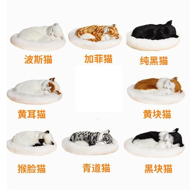 广州宠物猫怎么寄(顺丰寄宠物是什么流程)