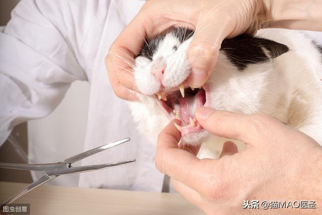 猫常见的肠道寄生虫有哪些(猫膀胱寄生虫)