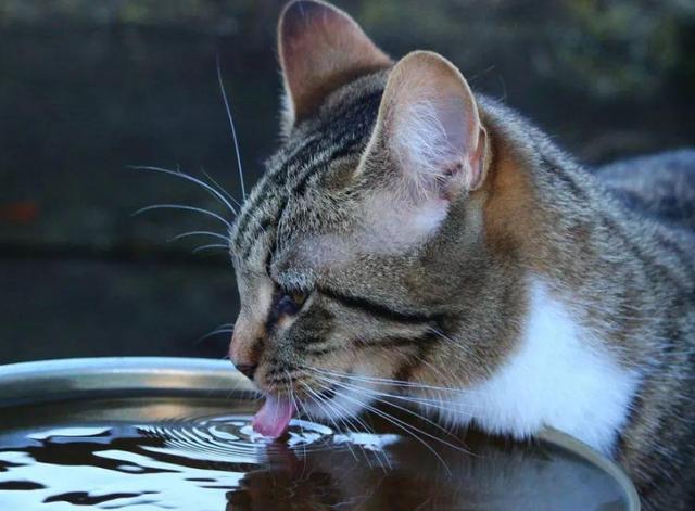幼猫可以喝水吗(猫很喜欢喝水)