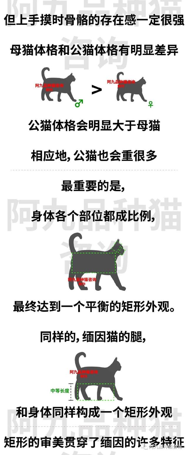 缅因猫怎么辨别纯种(缅因猫身长体重表)