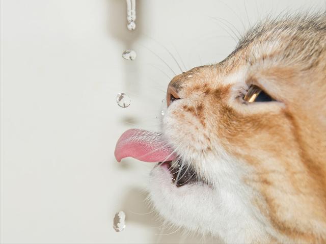猫咪饮水器怎么使用(猫饮水器自动循环)