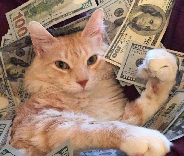 宠物猫饲养一个月多少钱(幼猫一个月的花费)