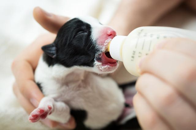 刚出生的小狗多久可以喝奶粉(新出生小狗能喝奶粉么)