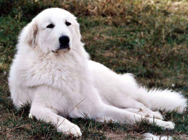 白色小体宠物犬(白色的像泰迪的狗)