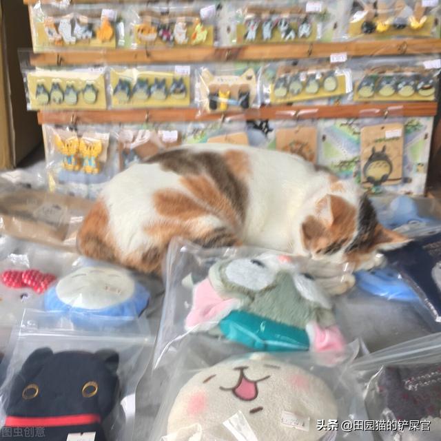深圳哪里买宠物猫(宠物猫一般在哪里出售)