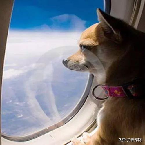 飞机上如何带宠物(飞机有氧舱宠物安全么)