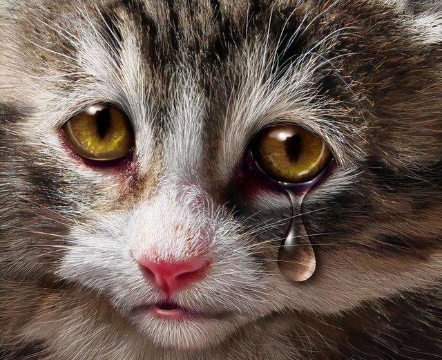 宠物猫眼睛流眼泪用什么药(猫眼泪很多怎么回事)