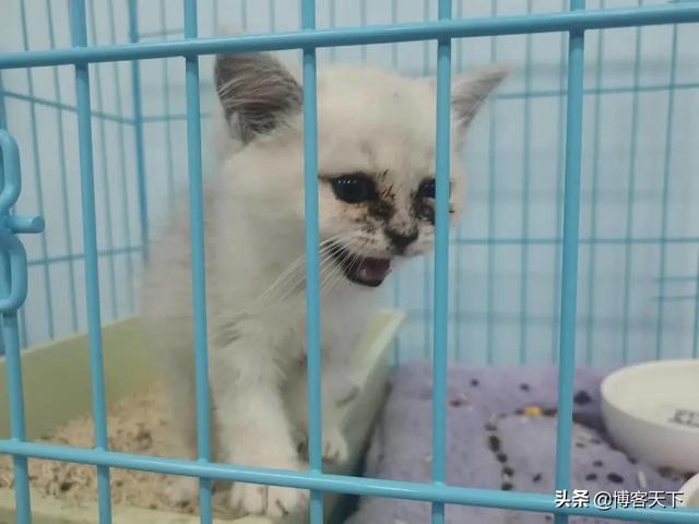 广州卖宠物猫(我想卖猫要怎么卖)