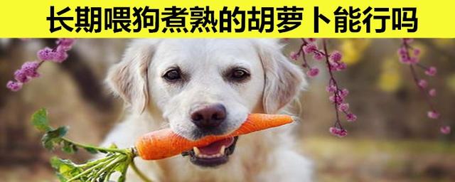 狗狗吃胡萝卜要煮熟吗(狗能吃什么蔬菜对身体好)
