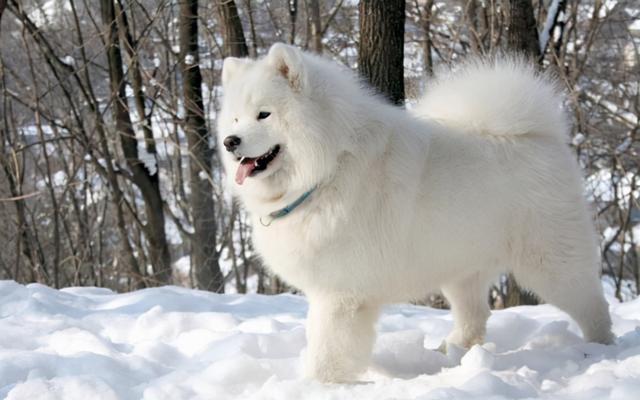 萨摩耶犬多少钱一只20公斤以上(萨摩狗多少一只)