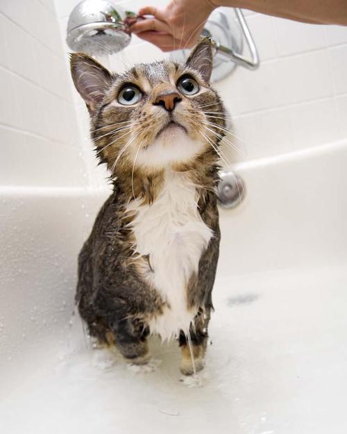 猫咪洗澡正确的步骤(猫咪洗药浴贵吗)