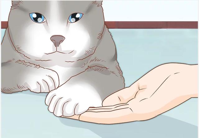 怎样给猫咪剪指甲最正确图片(猫指甲能剪吗)