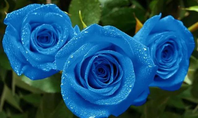 蓝玫瑰适合送什么人(过生日可以送蓝玫瑰吗)
