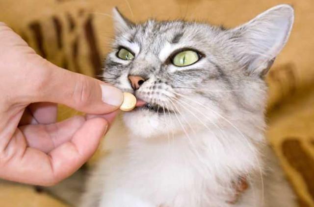 猫咪身上有寄生虫是啥表现(猫肚子有虫吃啥药)