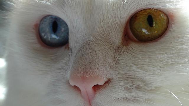 流浪猫眼睛总是被分泌物黏住(猫眼睛总有褐色分泌物)