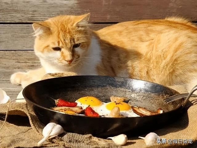 猫咪零食教程(猫必备的十种零食)