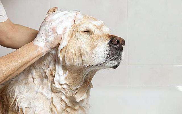 宠物狗自动洗澡器(自制宠物沐浴露)