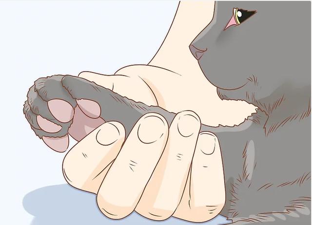 怎样给猫咪剪指甲最正确图片(猫指甲能剪吗)
