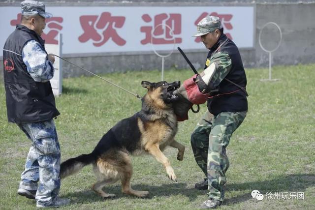 训狗机构宠物狗训练基地(徐州哪里有狗狗训练机构)