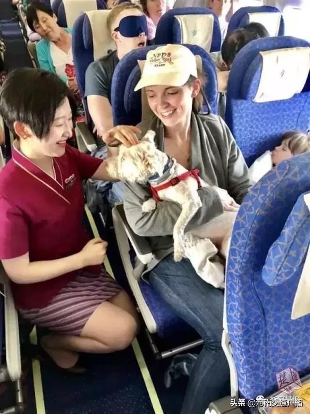 飞机能带宠物狗(飞机能不能带大型狗)