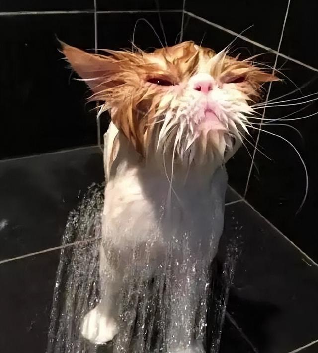 猫咪宠物店洗澡流程(猫咪洗澡一次多少钱)