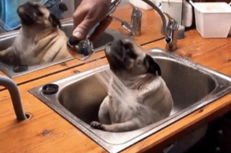 狗狗二个月可以洗澡吗(狗狗第一次洗澡的注意事项)