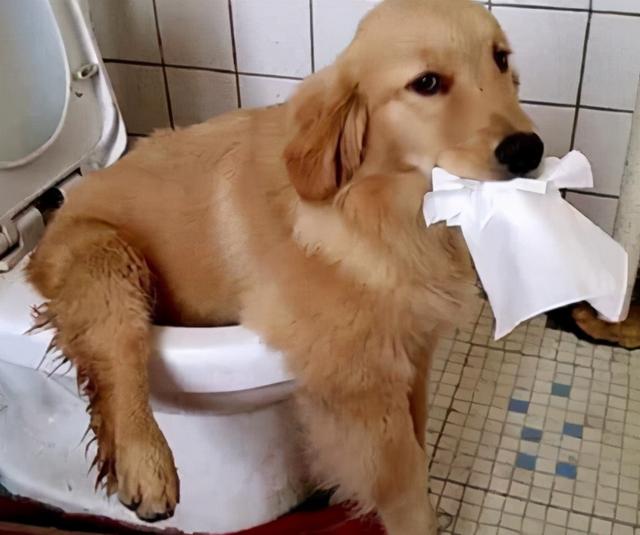 宠物狗感应冲水厕所(能自己上厕所的狗)