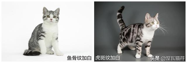 金虎斑猫价格多少(银虎斑猫品相图片)