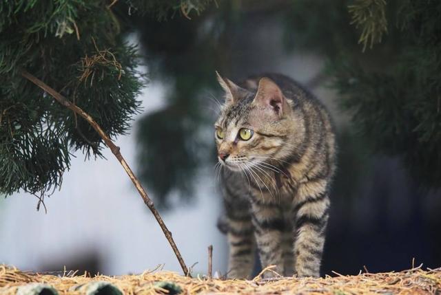 适合家养的宠物猫图(适合家养的猫咪高颜值)