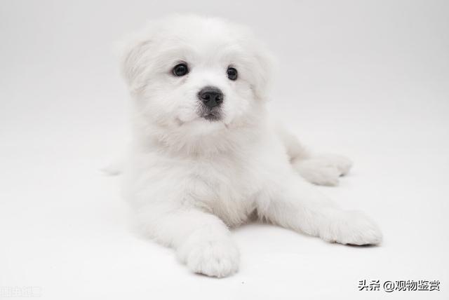 高贵的宠物狗品种(长毛白色小型狗是什么品种)