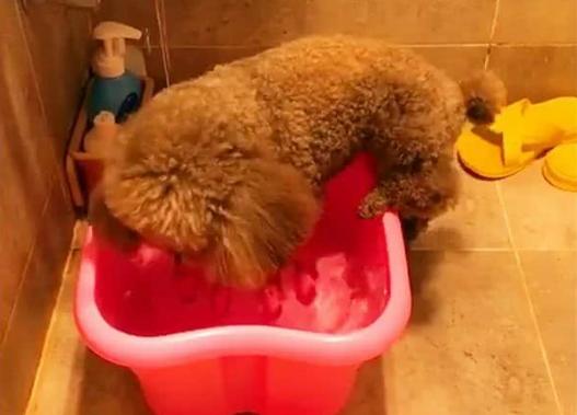 给狗狗洗澡用什么牌子的好(给狗狗剃毛是先洗还是先剃)