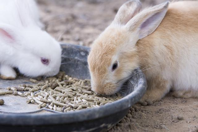 小朋友养兔子要注意哪些问题(宠物小兔子喂养方法)